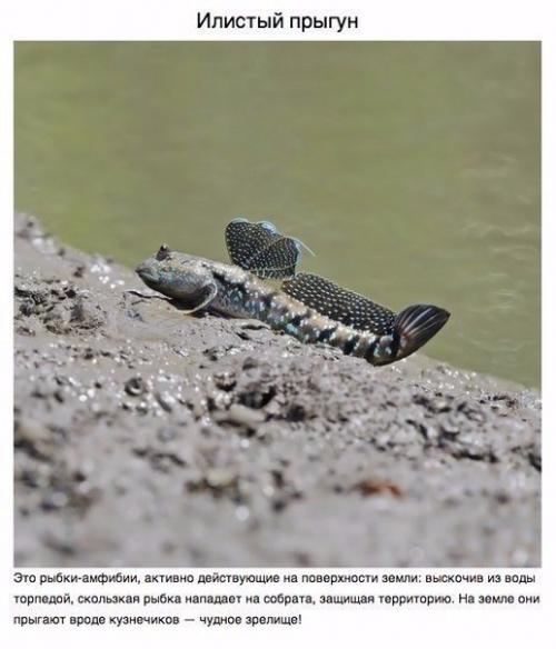 Животные, о которых вам не рассказывали. 01