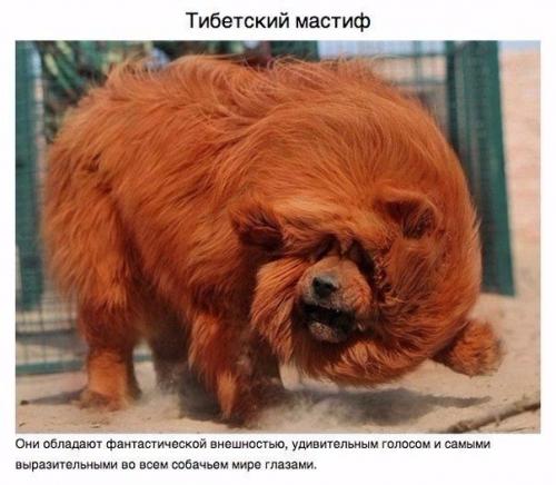 Животные, о которых вам не рассказывали.