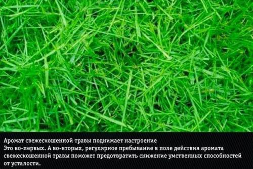 9 природных ароматов, неожиданно меняющие эмоции человека. 08