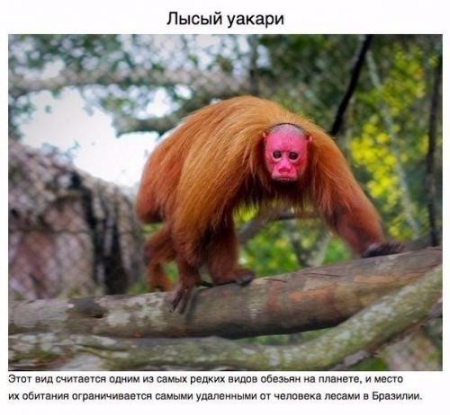 Животные, о которых вам не рассказывали. 05