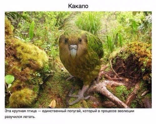 Животные, о которых вам не рассказывали. 08