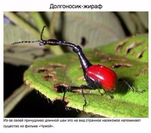 Животные, о которых вам не рассказывали. 02