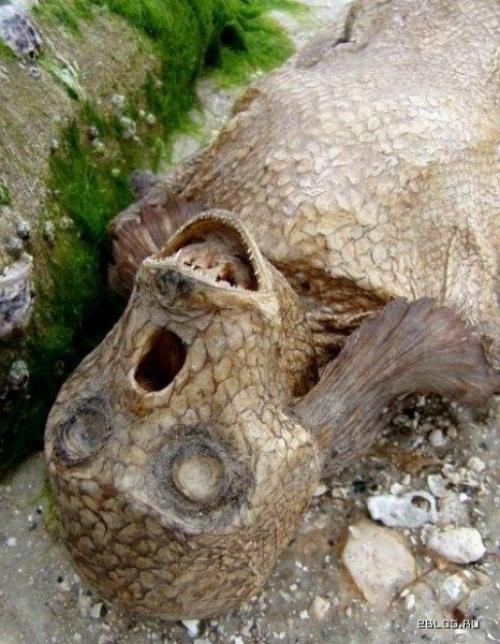 Посейдонцы - подводная раса земли? Посейдонцы - подводная раса земли?