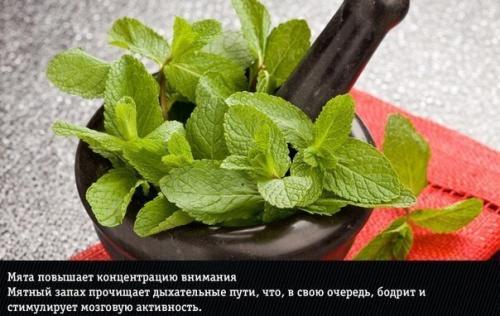 9 природных ароматов, неожиданно меняющие эмоции человека. 01