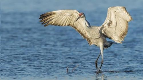 8 существ планеты, которые древнее, чем все думали. 04 8 существ планеты, которые древнее, чем все думали. 04