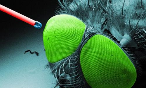 В Штутгарте создана микроскопическая фотокамера.