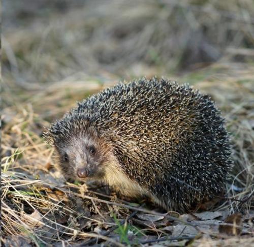 8 существ планеты, которые древнее, чем все думали. 05 8 существ планеты, которые древнее, чем все думали. 05