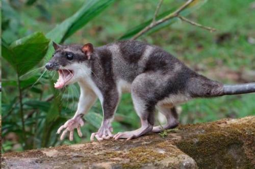 8 существ планеты, которые древнее, чем все думали. 07 8 существ планеты, которые древнее, чем все думали. 07