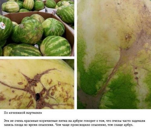 Как правильно выбирать арбуз: трюки от фермера. 01