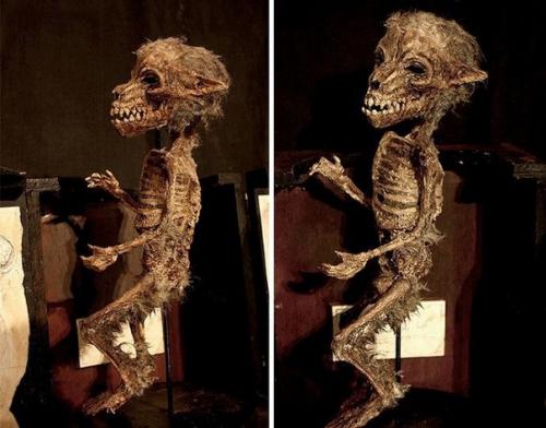 Коллекция таинственных криптидов Томаса мерлина. 05 Коллекция таинственных криптидов Томаса мерлина. 05