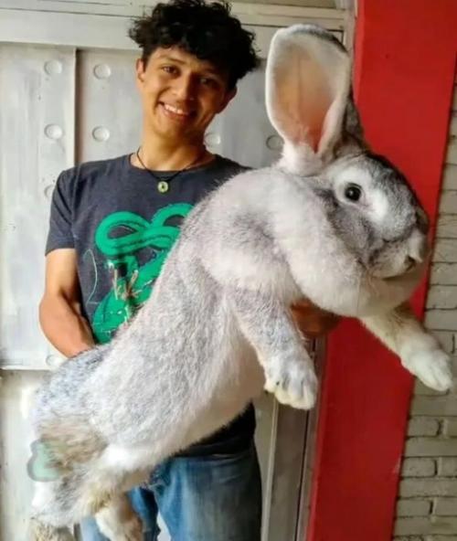 B Mексике студент - зоолог вывел самых больших кроликов в мире. 02