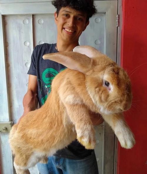 B Mексике студент - зоолог вывел самых больших кроликов в мире. 01