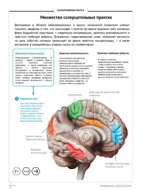 Мозг медитирующего.  Ezomir. 02