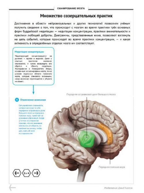 Мозг медитирующего.  Ezomir. 03