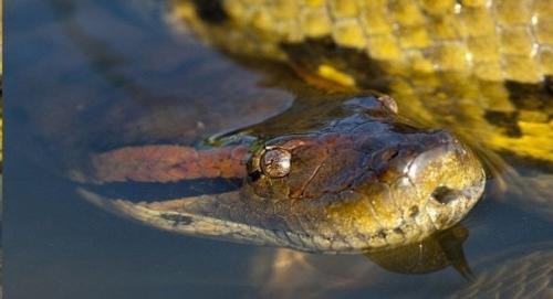 Никому не известные криптиды гайаны. 01 Никому не известные криптиды гайаны. 01