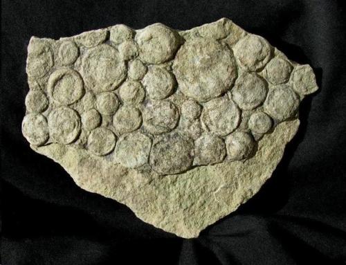 Габонионты: древнее древних. 01 Габонионты: древнее древних. 01