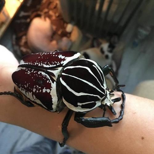 Вес голиафа достигает 110 г. 01