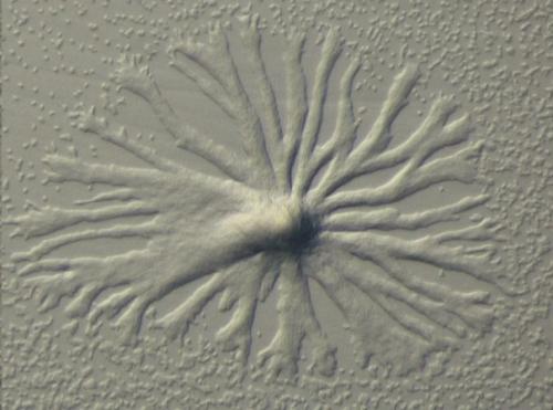 Габонионты: древнее древних. 02 Габонионты: древнее древних. 02