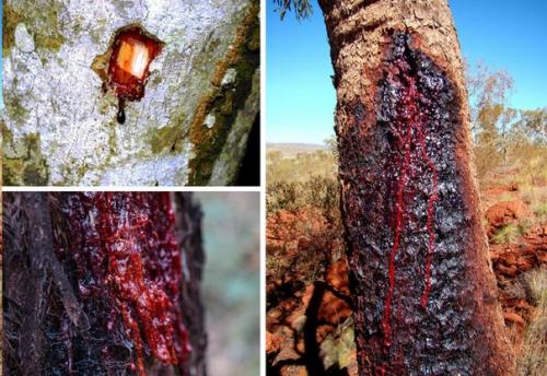 Остров сокотра - изолированный остров, где природа сохранилась в доисторическом виде. 01