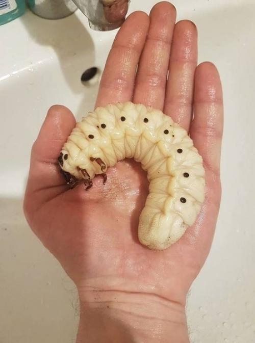 Вес голиафа достигает 110 г. 02