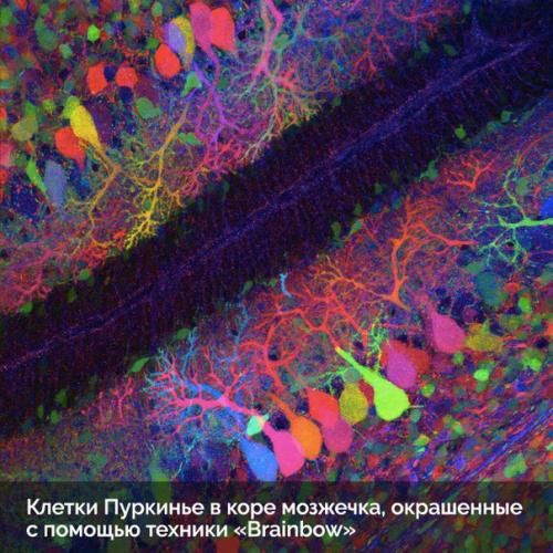 Пост любования чудесами технологий микроскопического исследования окружающего мира. 08