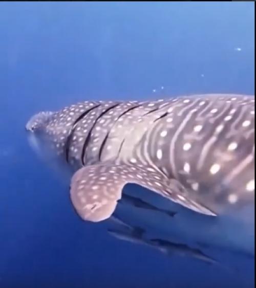 Рядом с китовой акулой часто можно видеть рыб - лоцманов и рыб - прилипал. 01