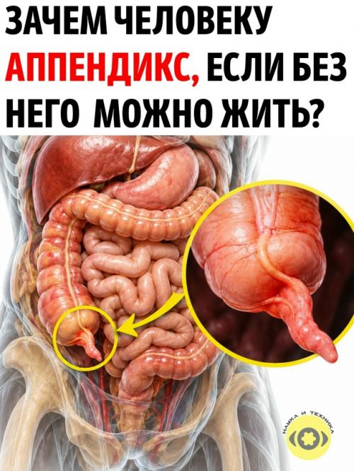 Аппендикс десятилетиями считали почти бесполезным 
