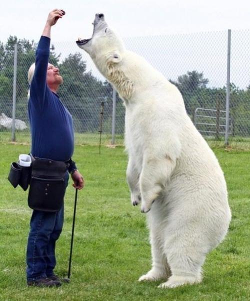 Необычная дружба.  Марк эббот думас - единственный человек в мире, способный находиться в такой непосредственной близости от полярного медведя. 05