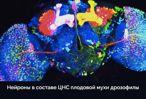 Пост любования чудесами технологий микроскопического исследования окружающего мира. 09
