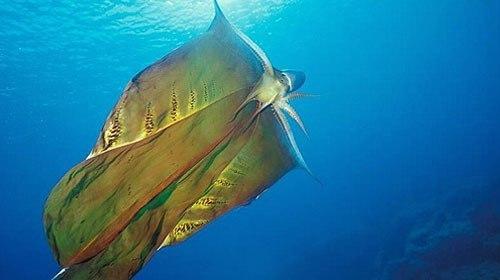 Парящий осьминог или попончатый осьминог (лат.