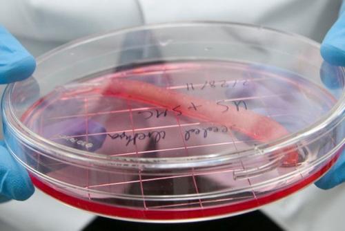 10 главных научных открытий 2017 года. 04 10 главных научных открытий 2017 года. 04