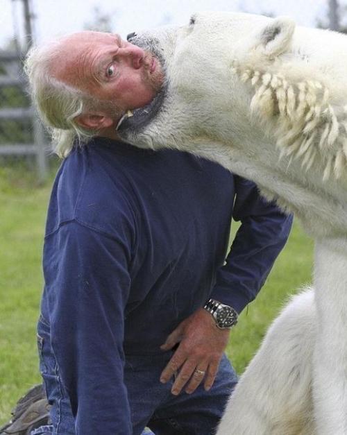 Необычная дружба.  Марк эббот думас - единственный человек в мире, способный находиться в такой непосредственной близости от полярного медведя. 04