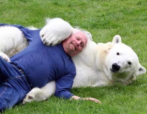 Необычная дружба.  Марк эббот думас - единственный человек в мире, способный находиться в такой непосредственной близости от полярного медведя. 03