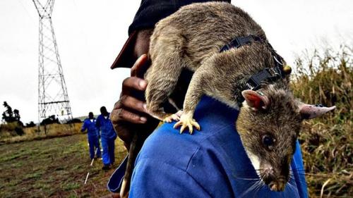 Гигантизм наглядно.  Фото - 3. 04