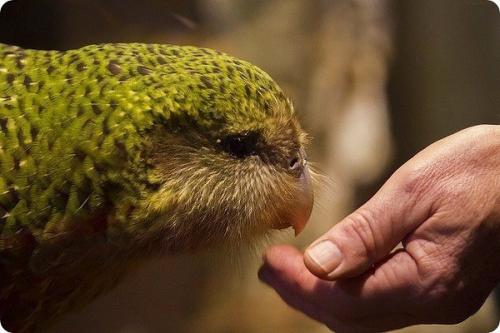 Какапо, или совиный попугай (лат.  