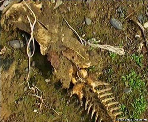 В Имишли (Азербайджан) обнаружен скелет неизвестного животного. 02