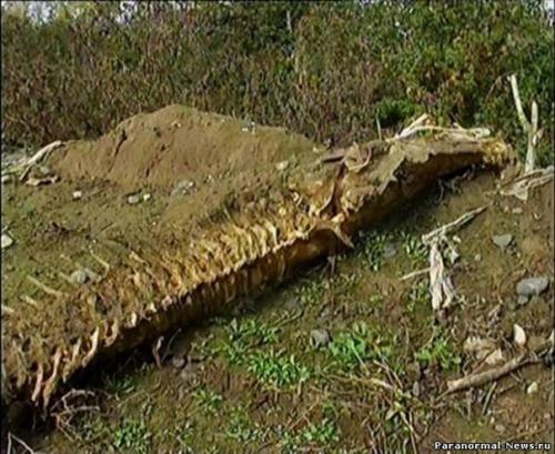 В Имишли (Азербайджан) обнаружен скелет неизвестного животного.