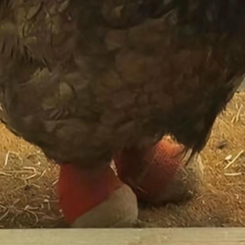 Да, это не шутка. 02