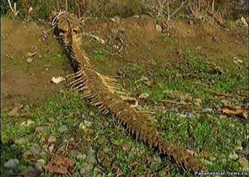 В Имишли (Азербайджан) обнаружен скелет неизвестного животного. 01