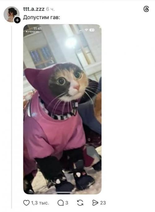 Девушка опубликовала снимок со своими собаками, однако внимательные пользователи обнаружили среди них кота. 01