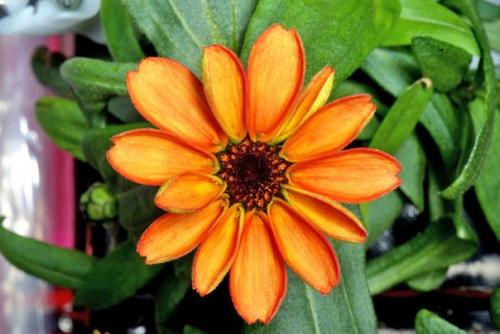 Американский астронавт - садовник Скотт келли опубликовал фото первого цветка на мкс! 01