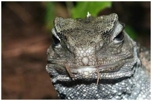 Третий глаз: зачем животным орган, который не видит? 02