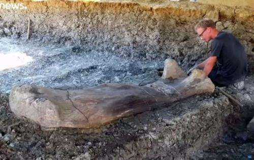 Самый тяжёлый динозавр 150 тонн весил, так что косточка вполне реалистичная. 01