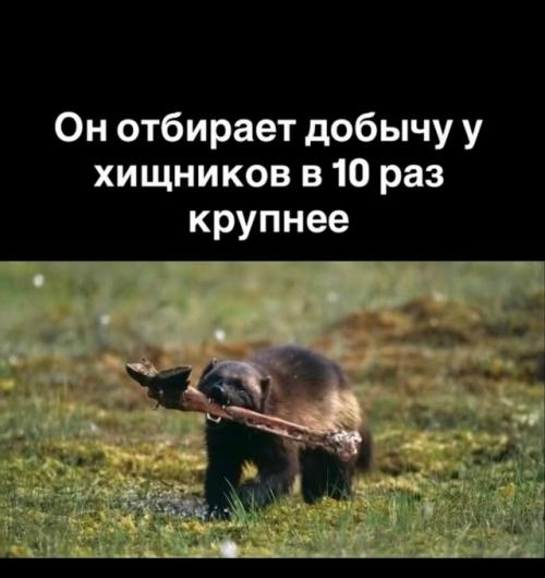 Кто это и почему этот звверь необычен.

