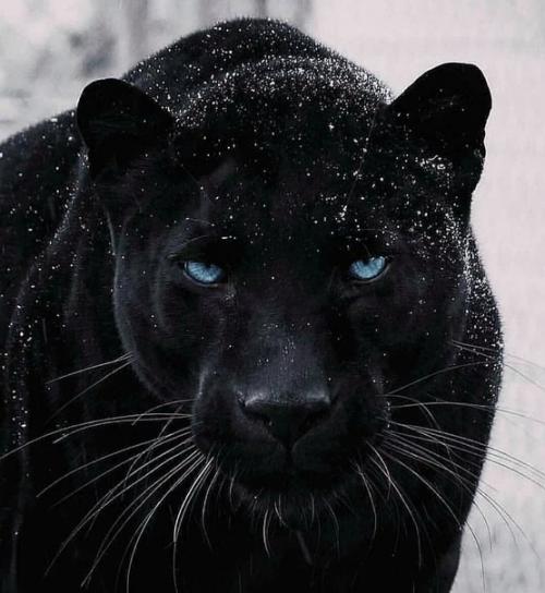 На фото - детеныш зебры в горошек. 01