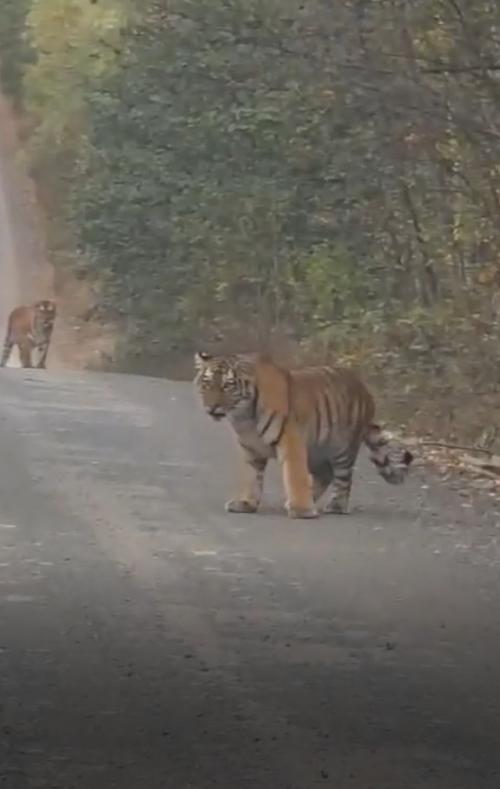 В приморье два тигра неожиданно остановили автомобиль, вызвав удивление и восторг у проезжавших мимо людей. 01