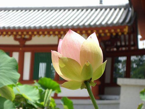 Внеземные цивилизации и древняя Япония. Внеземные цивилизации и древняя Япония.