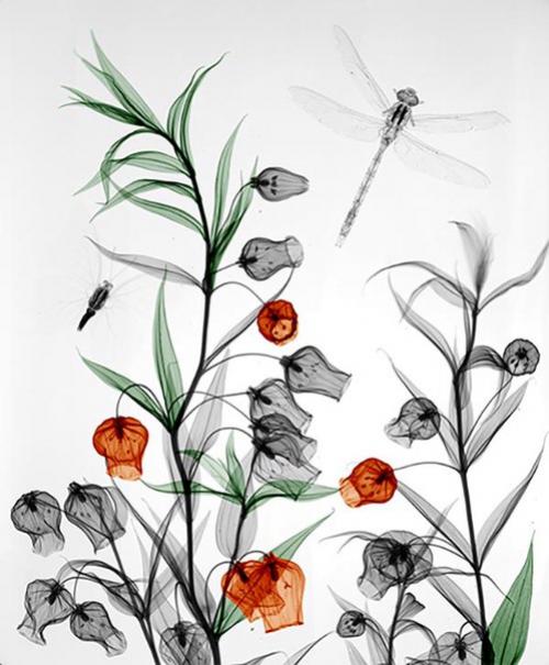 Научный арт.  Арье вант Рит изучал радиационную физику в технологическом университете Делфта и получил докторскую степень в университете утрехта. 02