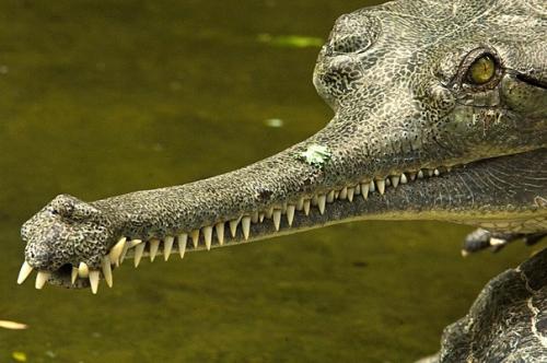 Гигантский гавиал своих детей в более безопасное место перевозит. 02 Гигантский гавиал своих детей в более безопасное место перевозит. 02