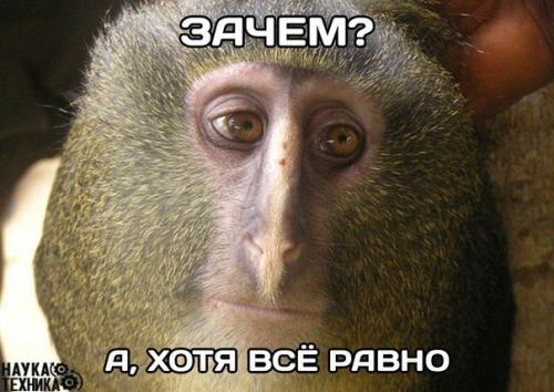 Ученые во имя науки отключили обезьянам ту часть мозга, которая отвечает за эмоции.